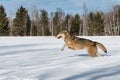 Grey Wolf (Canis lupus) Leaps Left Across Snowy Field Winter