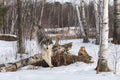 Grey Wolf (Canis lupus) Leaps Over Log Looking Left Winter Royalty Free Stock Photo