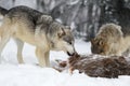 Grey Wolf (Canis lupus) Licks at Body of White-Tail Deer Winter