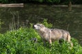 Grey Wolf (Canis lupus) Lifts Head to Howl Pup Watching Summer Royalty Free Stock Photo