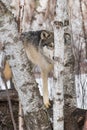 Grey Wolf Canis lupus on Log Behind Skinny Birch Tree Winter Royalty Free Stock Photo