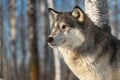 Grey Wolf Canis lupus Looks Left Alert and Intense Winter Royalty Free Stock Photo