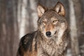 Grey Wolf (Canis lupus) Looks Left Royalty Free Stock Photo