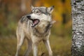 Grey Wolf Canis lupus Looks Left Open Mouth Autumn Royalty Free Stock Photo