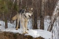 Grey Wolf Canis lupus Looks Out From Atop Rock Wagging Tail Winter Royalty Free Stock Photo