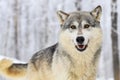 Grey Wolf (Canis lupus) Looks Out Mouth Open Tail Wagging Winter Royalty Free Stock Photo