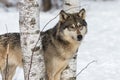 Grey Wolf Canis lupus Looks Out While Standing Between Birch Trees Winter Royalty Free Stock Photo