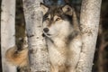 Grey Wolf Canis lupus Looks Out Tail Wagging