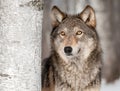 Grey Wolf (Canis lupus) Looks Up Royalty Free Stock Photo