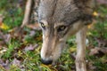 Grey Wolf Canis lupus Looks Up From Ground Close Up Autumn