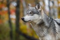 Grey Wolf Canis lupus Looks Up and Left Against Autumn Colors Royalty Free Stock Photo