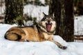 Grey wolf, Canis lupus, lying down resting and yawning, showing a very long tounge. Snowy winter forest background Royalty Free Stock Photo