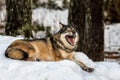 Grey wolf, Canis lupus, lying down resting and yawning, in a snowy winter forest in the zoo, Kristiansand, Norway Royalty Free Stock Photo