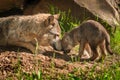 Grey Wolf (Canis lupus) Mother and Pup Touch Outside Den Royalty Free Stock Photo