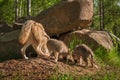 Grey Wolf Canis lupus Mother and Pups Sniff Around Den