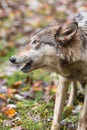 Grey Wolf Canis lupus Mouth Open Looks Left Closeup Autumn