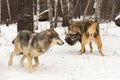 Grey Wolf (Canis lupus) Moves to Avoid Fighting Packmates Winter Royalty Free Stock Photo