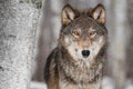 Grey Wolf (Canis lupus) Next to Birch Tree