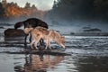 Grey Wolf Canis lupus Nose to Water With Black Wolf Autumn