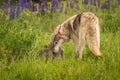 Grey Wolf Canis lupus Nudges Pup Royalty Free Stock Photo