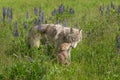 Grey Wolf Canis lupus Nuzzled by Pup Royalty Free Stock Photo