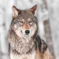 Grey Wolf (Canis lupus) with One Ear Back Royalty Free Stock Photo
