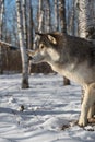 Grey Wolf Canis lupus One Paw Forward Looking Left Winter Royalty Free Stock Photo