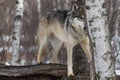 Grey Wolf (Canis lupus) Partially Hidden Behind Birch Tree Winter Royalty Free Stock Photo