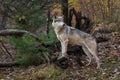 Grey Wolf Canis lupus Paws Up Looks Over Shoulder to Right Autumn