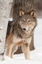 Grey Wolf (Canis lupus) Peers Around Birch Tree