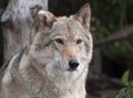 Grey Wolf Canis lupus Portrait - captive animal Royalty Free Stock Photo