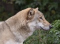 Grey Wolf Canis lupus Portrait - captive animal Royalty Free Stock Photo