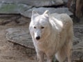 Grey Wolf Canis lupus Portrait - captive animal Royalty Free Stock Photo