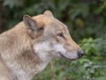 Grey Wolf Canis lupus Portrait - captive animal Royalty Free Stock Photo