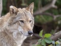 Grey Wolf Canis lupus Portrait - captive animal Royalty Free Stock Photo