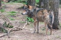 Grey Wolf Canis lupus Royalty Free Stock Photo