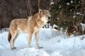 Grey Wolf (Canis lupus) Portrait captive animal standing in snow Royalty Free Stock Photo