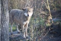 Grey Wolf (Canis lupus) Portrait - captive animal Royalty Free Stock Photo