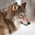 Grey Wolf (Canis lupus) Profile Royalty Free Stock Photo