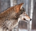 Grey Wolf (Canis lupus) Profile Royalty Free Stock Photo