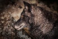 Grey Wolf Canis lupus Profile Royalty Free Stock Photo