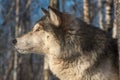 Grey Wolf Canis lupus Profile Left Royalty Free Stock Photo