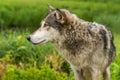 Grey Wolf Canis lupus Profile Left Royalty Free Stock Photo