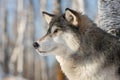 Grey Wolf Canis lupus Profile Left Royalty Free Stock Photo