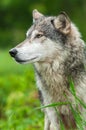 Grey Wolf Canis lupus Profile Left Royalty Free Stock Photo