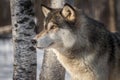 Grey Wolf Canis lupus Profile Left Trees Behind Royalty Free Stock Photo