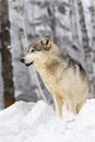 Grey Wolf (Canis lupus) in Profile Looking Left Mouth Slightly Open Winter Royalty Free Stock Photo