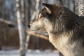 Grey Wolf Canis lupus Profile Looks Left Side Eye Winter Royalty Free Stock Photo