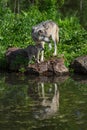 Grey Wolf Canis lupus Pup and Adult Both Reflected in Water Look Right Summer Royalty Free Stock Photo