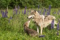 Grey Wolf (Canis lupus) Pup Begs From Yearling